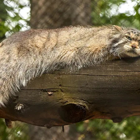 A photograph of Lastochka in Novosibirsk Zoo