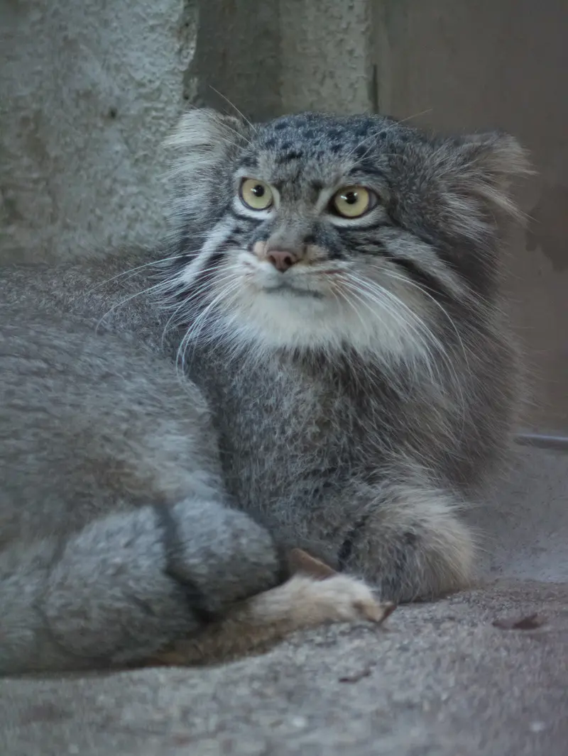 A photograph of Figa in Nogeyama Zoo
