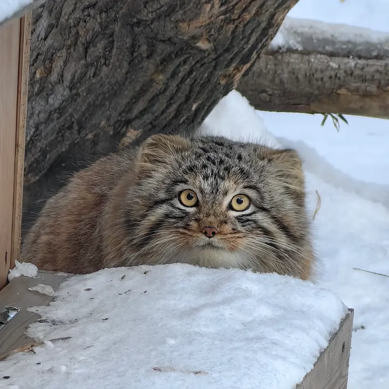 A photograph of Son of Snezhinka b.2025 Ⅲ in Novosibirsk Zoo