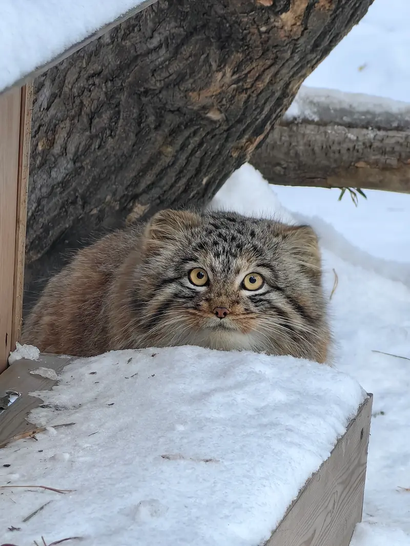 A photograph of Son of Snezhinka b.2025 Ⅲ in Novosibirsk Zoo