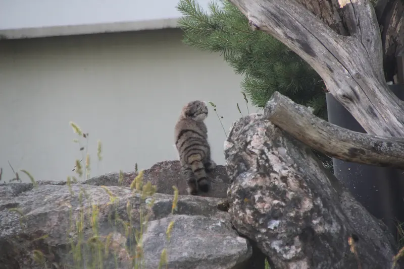 A photograph of Daughter of Mimi b.2026 Ⅱ in Korkeasaari Zoo