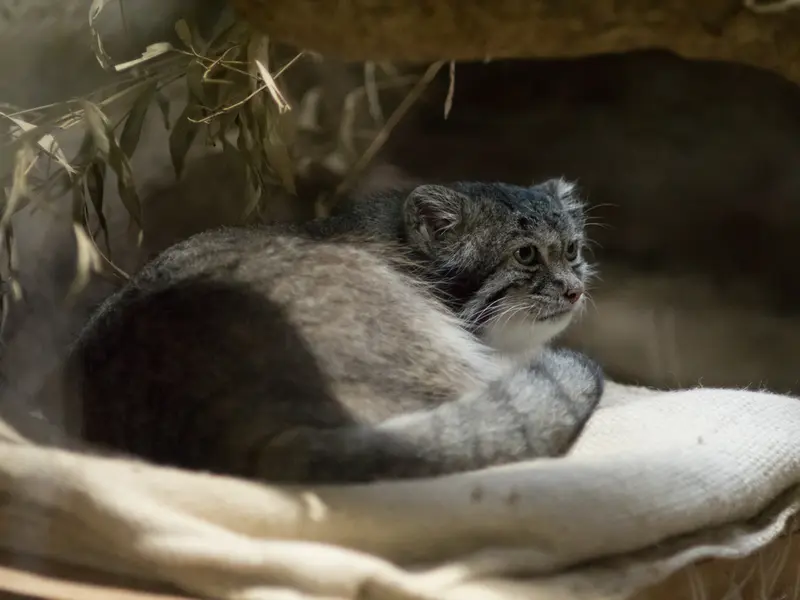 A photograph of Klyon in Ueno Zoological Gardens