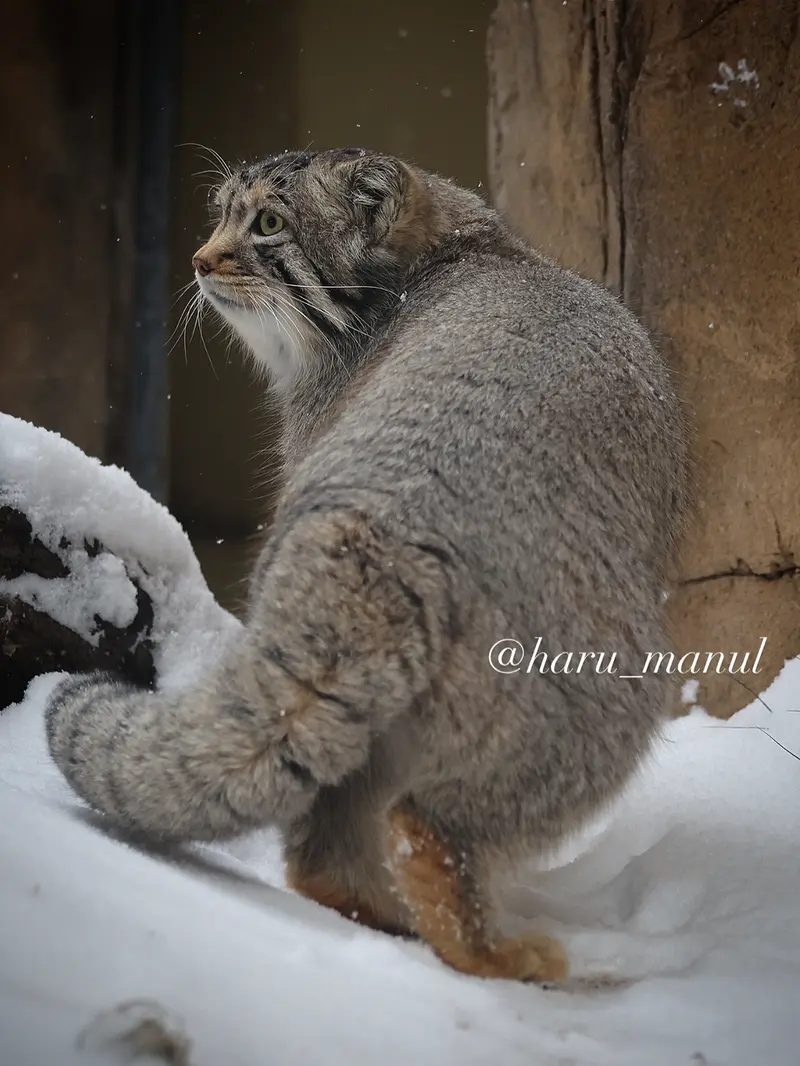 A photograph of Nagomu in Nasu Animal Kingdom