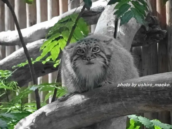 A photograph of a Pallas's cat