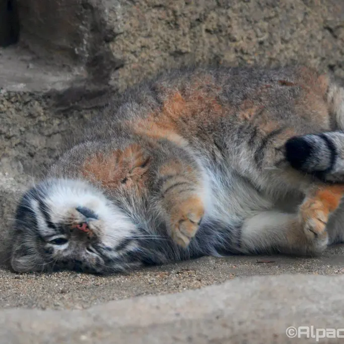 A photograph of Az in Kobe Animal Kingdom