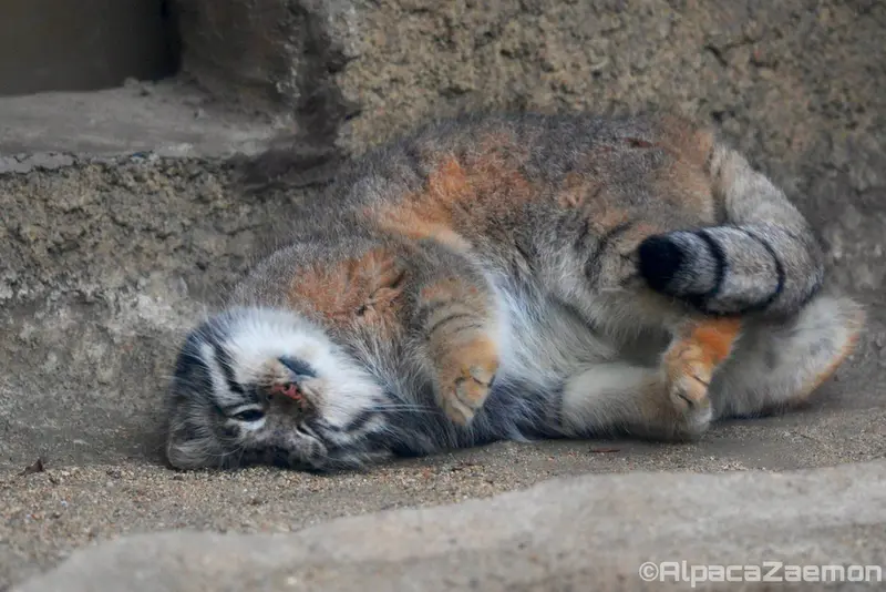 A photograph of Az in Kobe Animal Kingdom