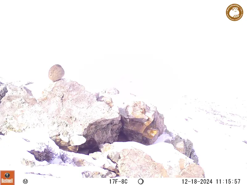 A photograph of Pika from Besshoky 1 camera trap