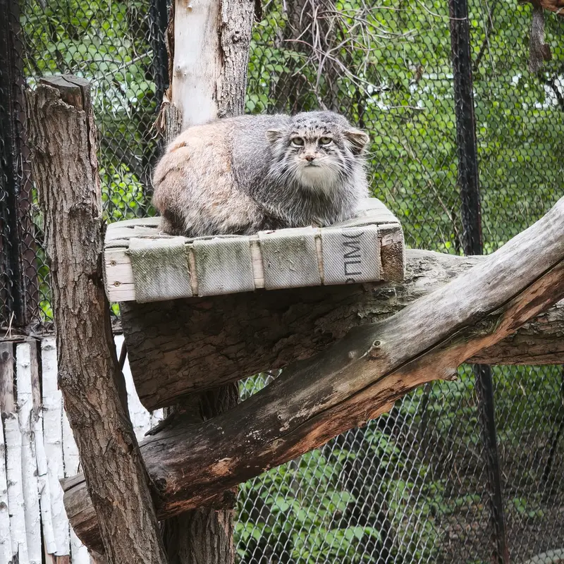 A photograph of Mia in Novosibirsk Zoo