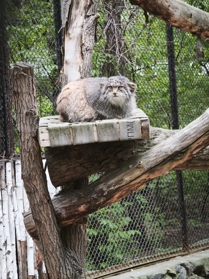 A photograph of Mia in Novosibirsk Zoo