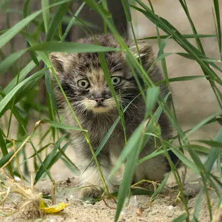 A photograph of Goroshinka in Novosibirsk Zoo