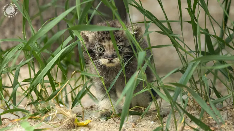 A photograph of Goroshinka in Novosibirsk Zoo