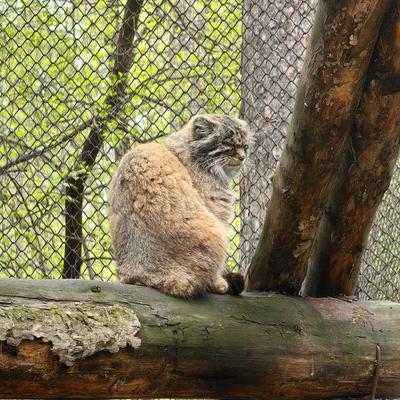 A photograph of George in Novosibirsk Zoo