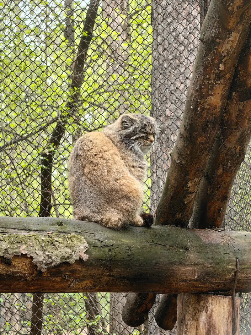 A photograph of George in Novosibirsk Zoo
