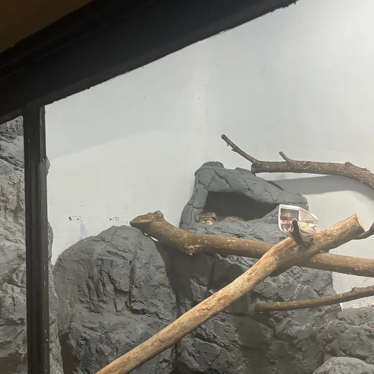 A photograph of Perseus in Birmingham Zoo
