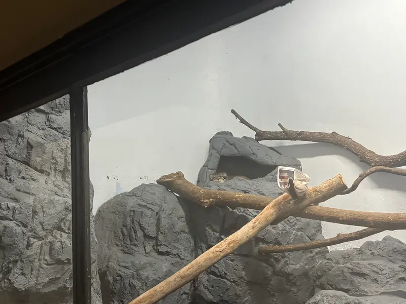 A photograph of Perseus in Birmingham Zoo