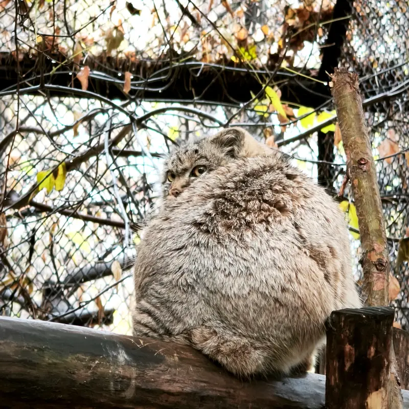 A photograph of Daughter of Adele b.2026 Ⅱ in Novosibirsk Zoo