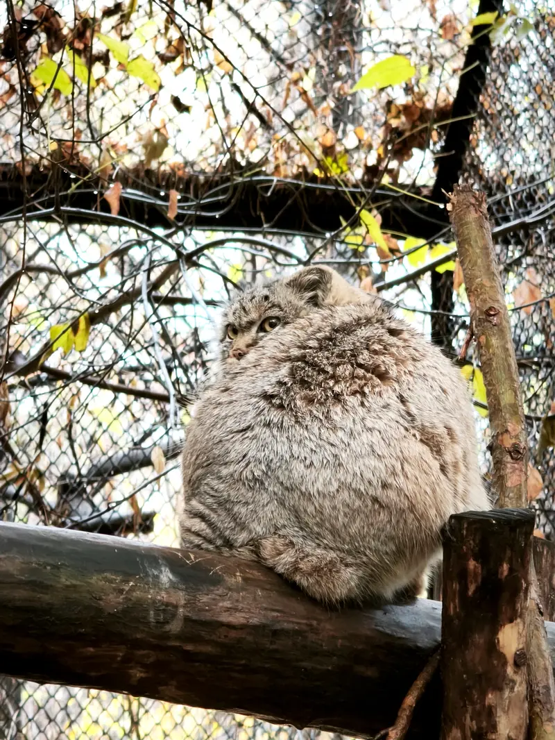 A photograph of Daughter of Adele b.2026 Ⅱ in Novosibirsk Zoo