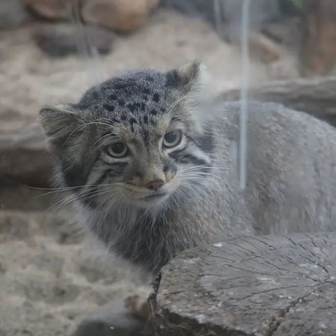A photograph of Nagomu in Nasu Animal Kingdom