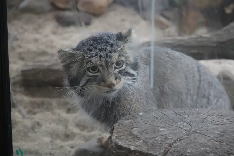 A photograph of Nagomu in Nasu Animal Kingdom