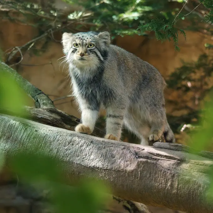 A photograph of Nagomu in Nasu Animal Kingdom