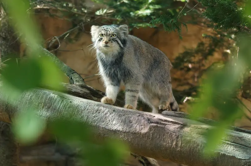 A photograph of Nagomu in Nasu Animal Kingdom