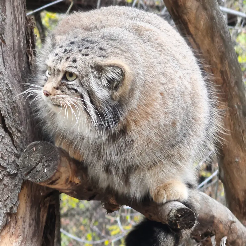 A photograph of Eve in Novosibirsk Zoo
