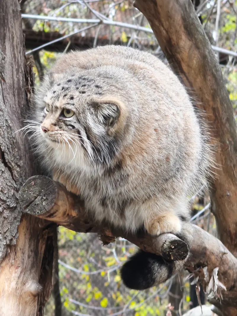 A photograph of Eve in Novosibirsk Zoo