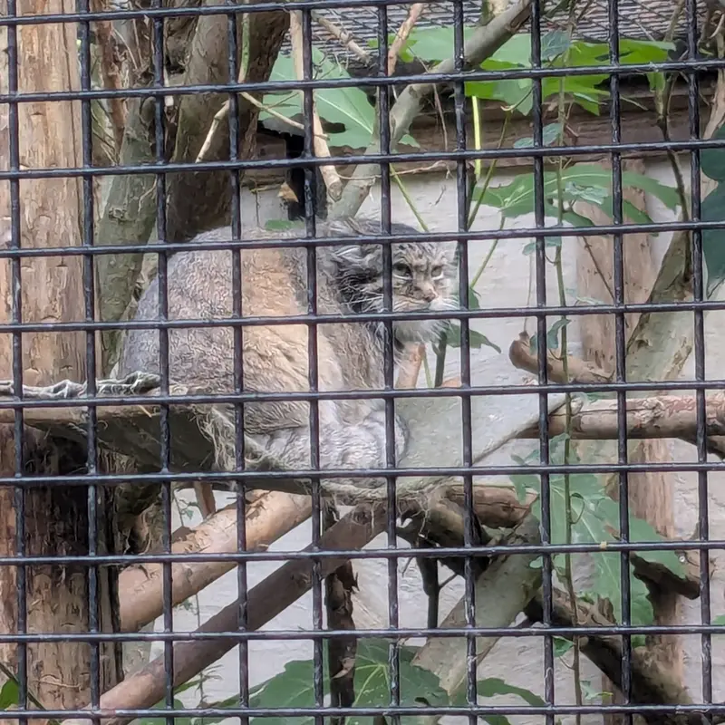 A photograph of Vorace in Lille Zoo