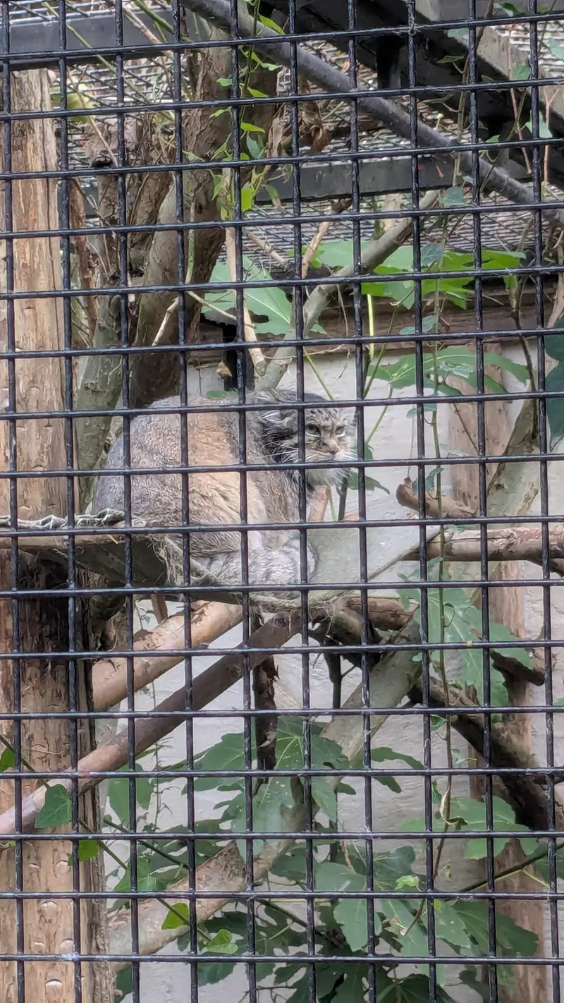 A photograph of Vorace in Lille Zoo