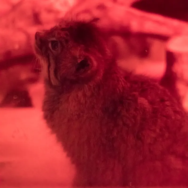 A photograph of Naim in Ueno Zoological Gardens