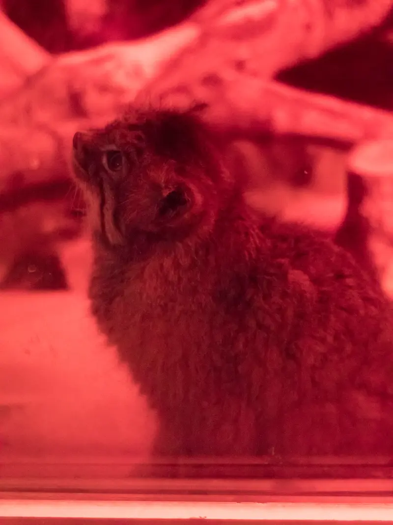 A photograph of Naim in Ueno Zoological Gardens