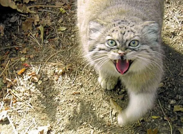 A photograph of Red in Cheyenne Mountain Zoo