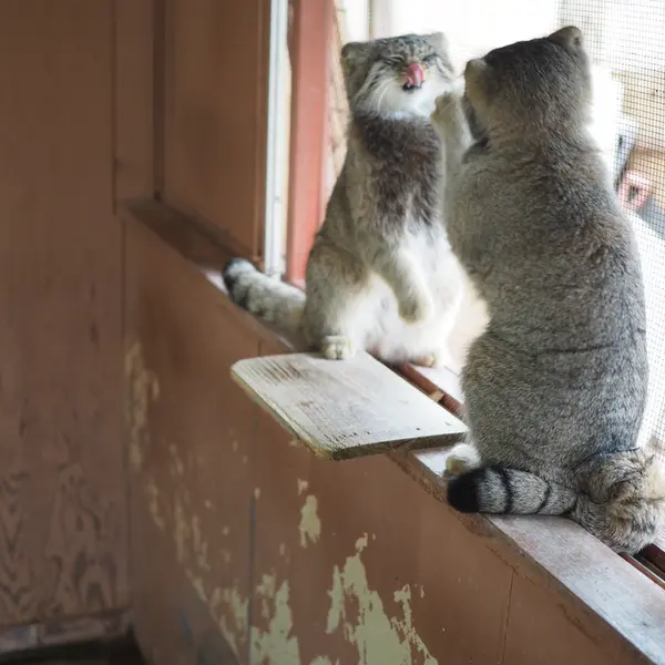 A photograph of Grusha in Saitama Children's Zoo