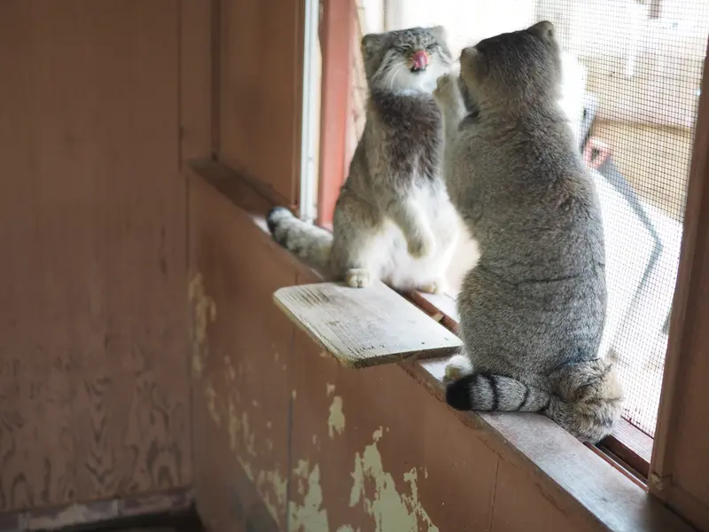 A photograph of Grusha and Iris in Saitama Children's Zoo