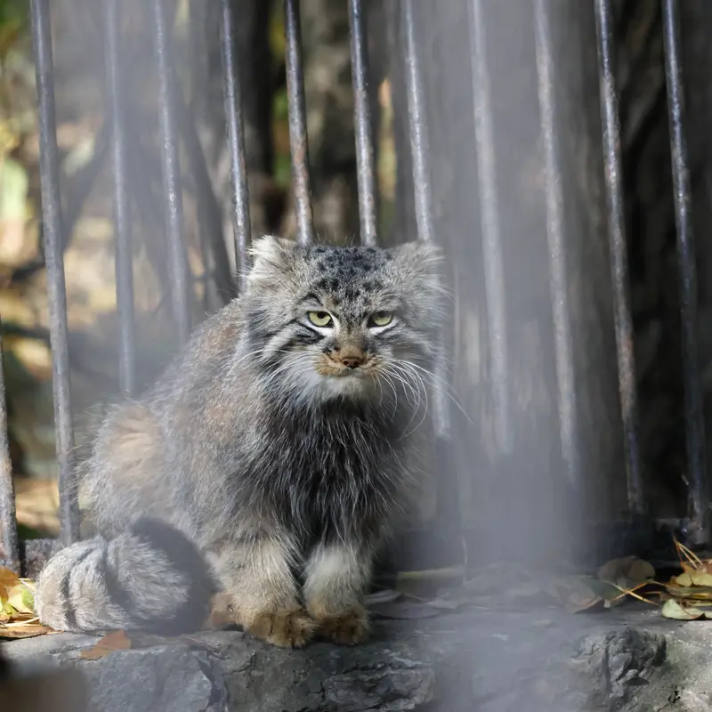 A photograph of Leon in Novosibirsk Zoo