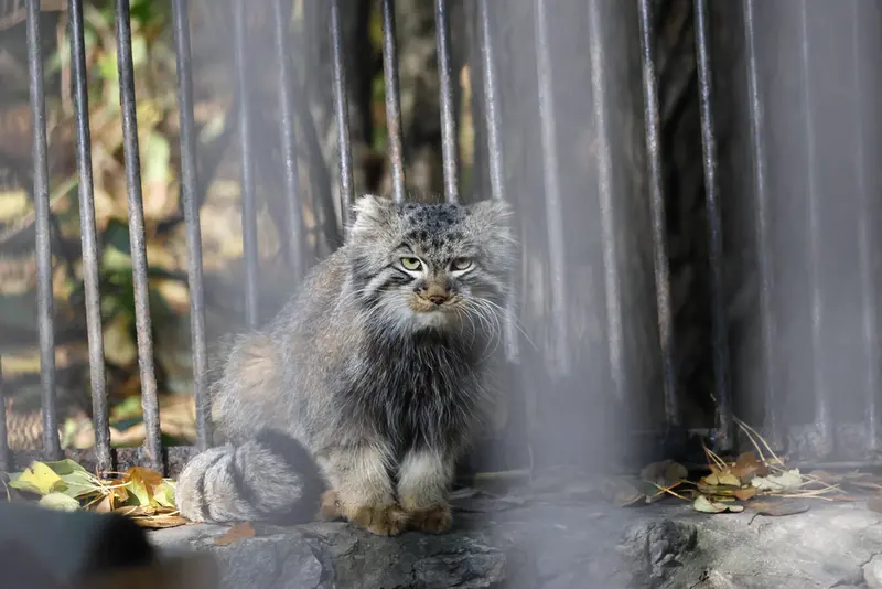 A photograph of Leon in Novosibirsk Zoo