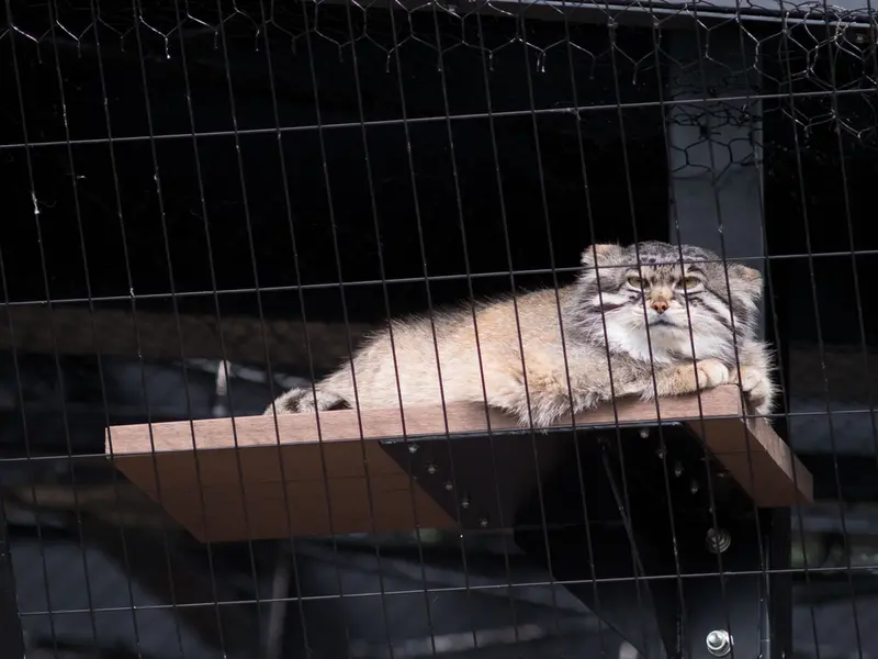 A photograph of Grusha in Asahiyama Zoo