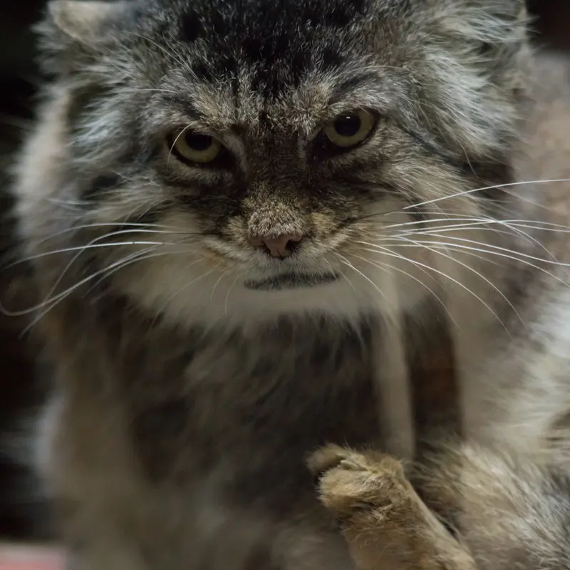 A photograph of Primula in Ueno Zoological Gardens