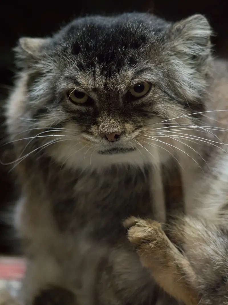 A photograph of Primula in Ueno Zoological Gardens