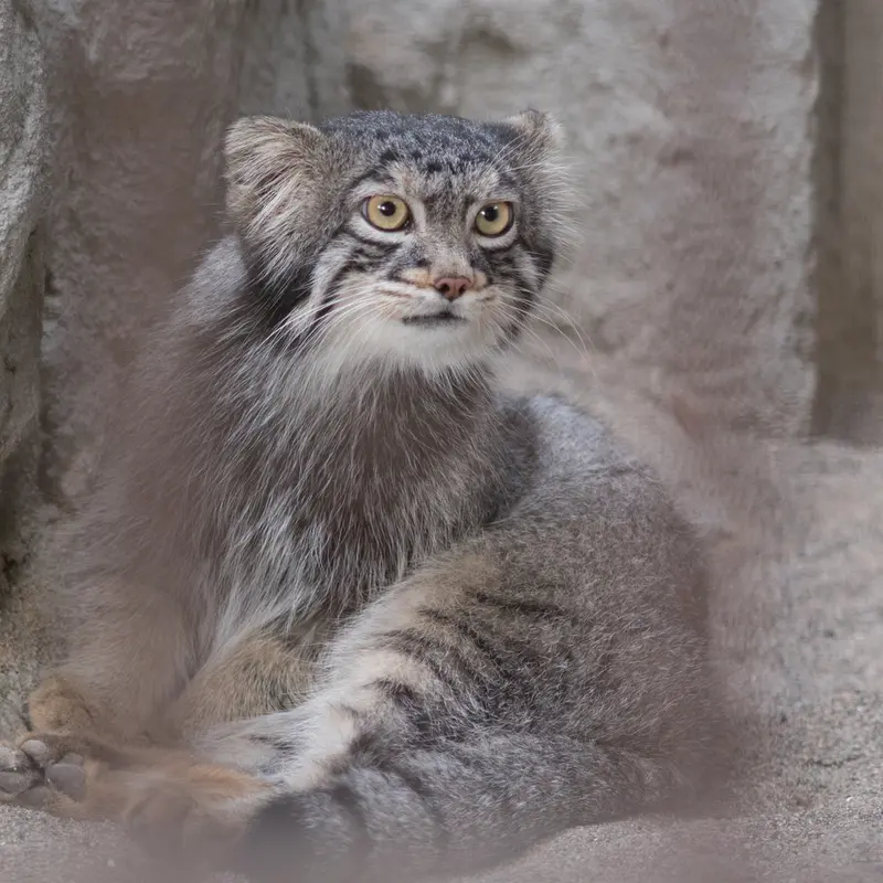 A photograph of Figa in Nogeyama Zoo