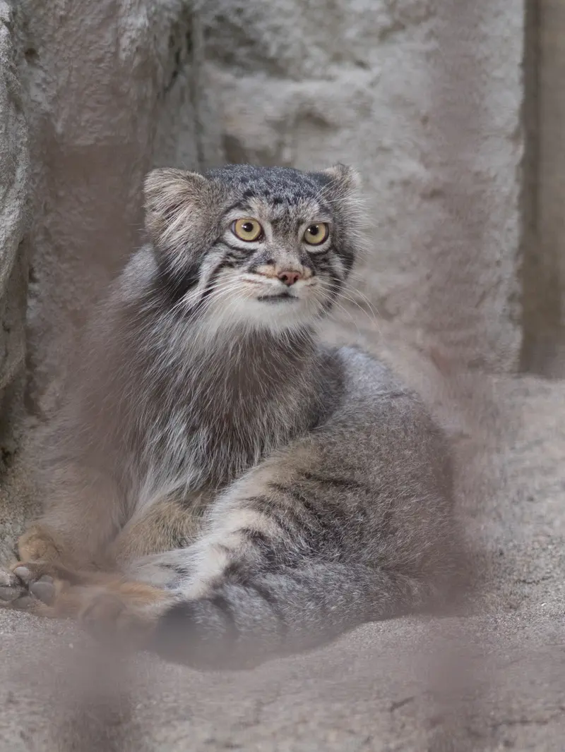 A photograph of Figa in Nogeyama Zoo
