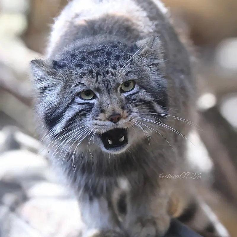 A photograph of Nagomu in Nasu Animal Kingdom