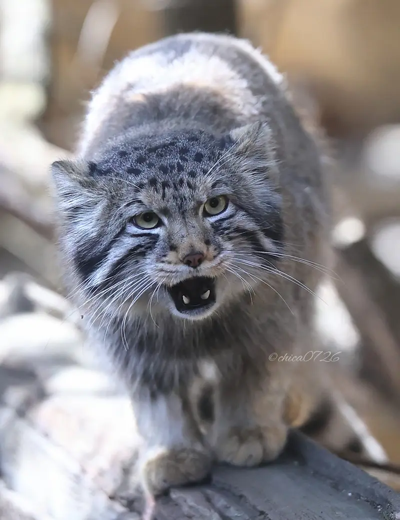 A photograph of Nagomu in Nasu Animal Kingdom