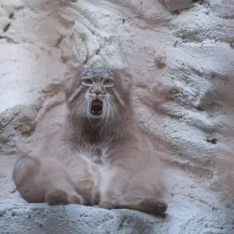 A photograph of Figa in Nogeyama Zoo