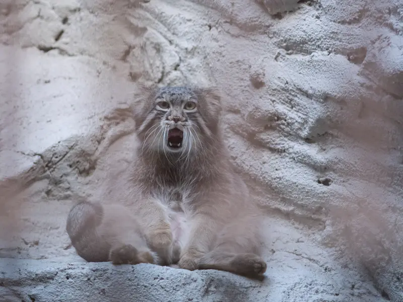 A photograph of Figa in Nogeyama Zoo