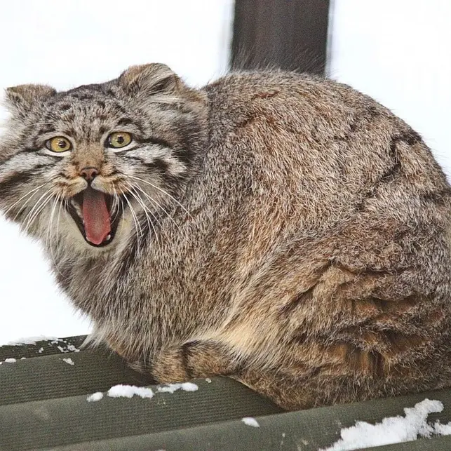 A photograph of Grey in Novosibirsk Zoo