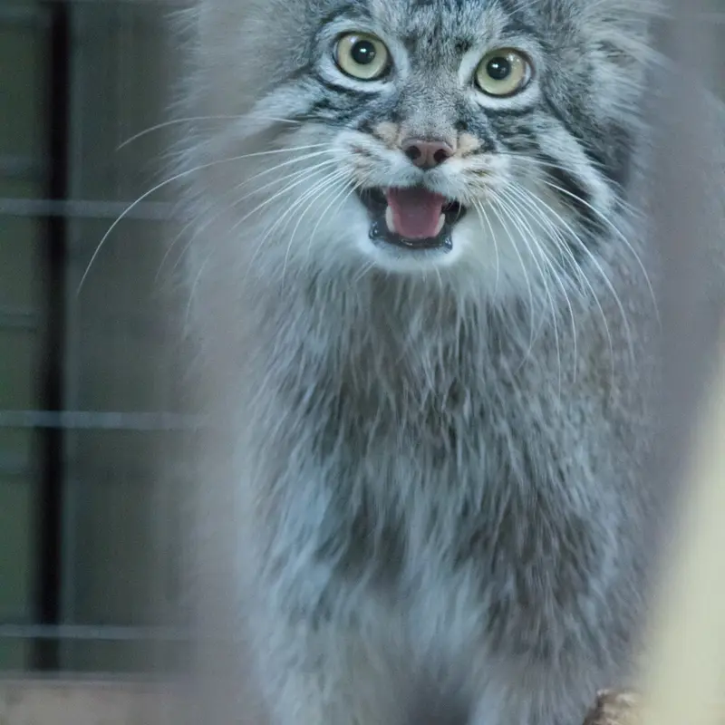 A photograph of Figa in Nogeyama Zoo