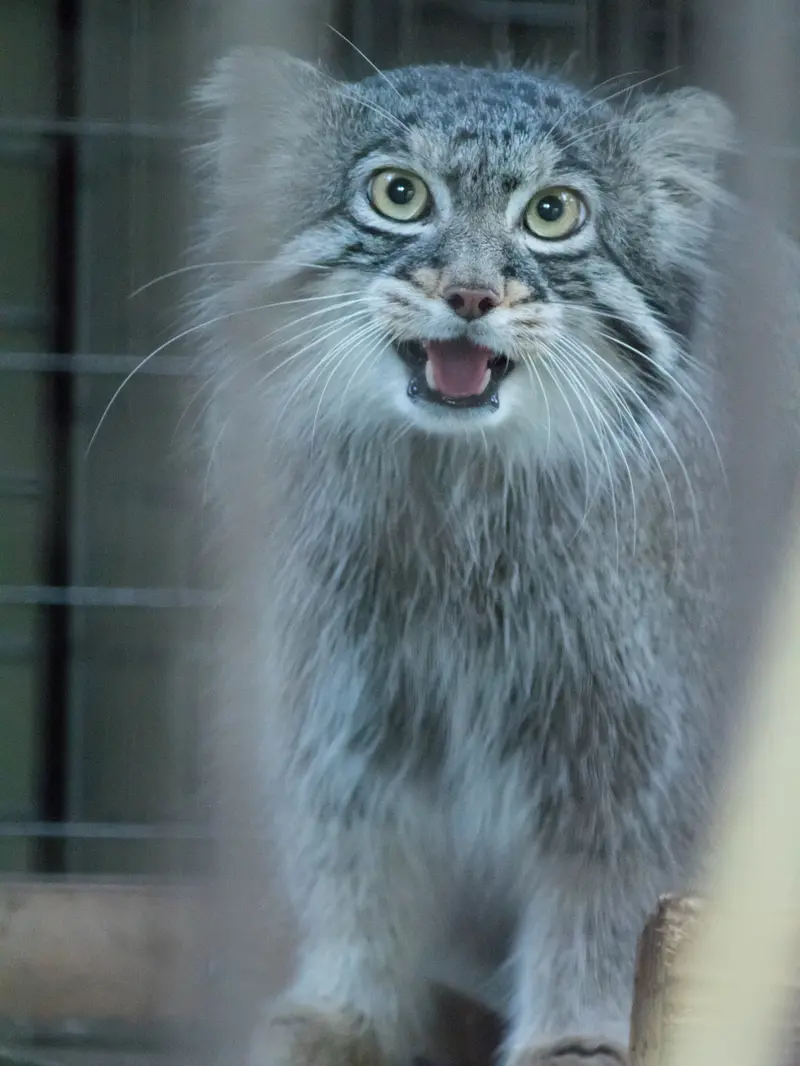 A photograph of Figa in Nogeyama Zoo