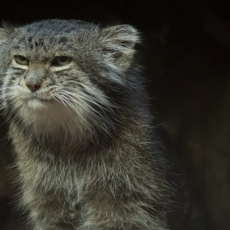 A photograph of Klyon in Ueno Zoological Gardens