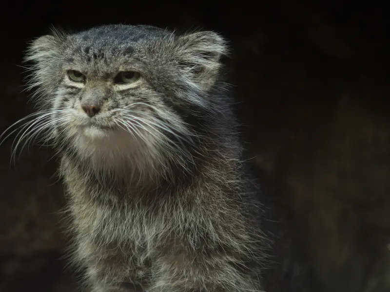 A photograph of Klyon in Ueno Zoological Gardens